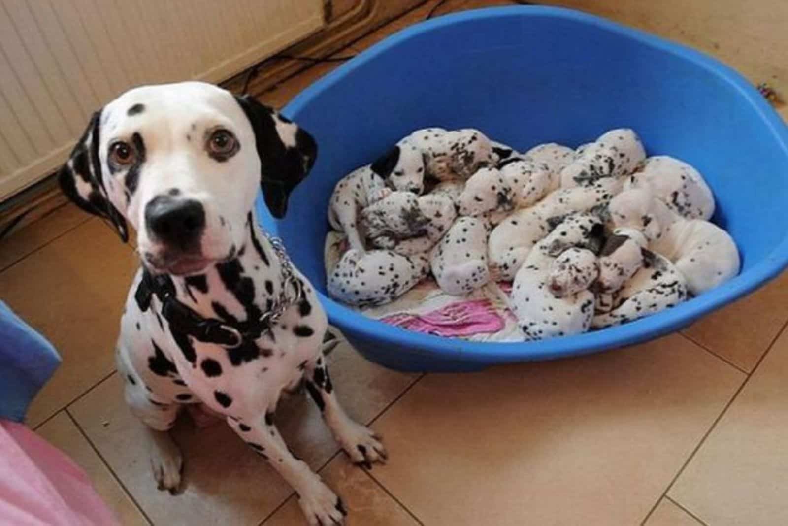 dalmatian mom sitting beside her puppies sleeping in blue basket