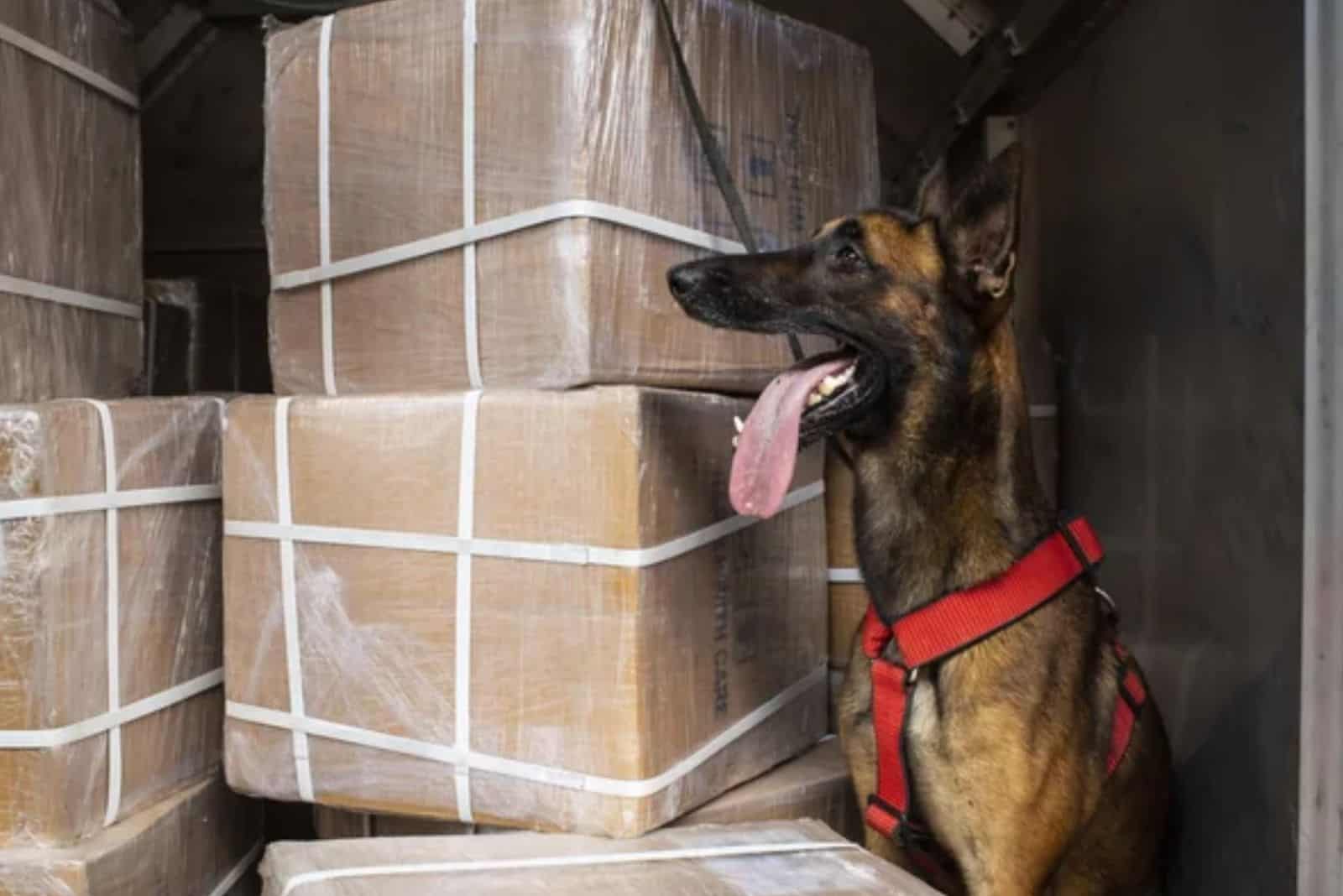 detection dog at work