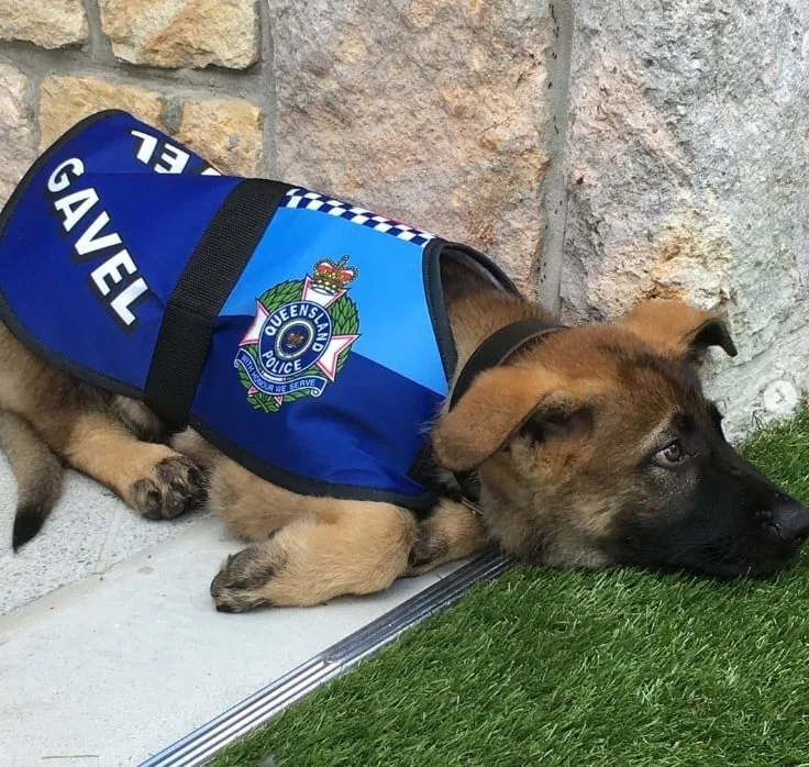 disappointed police dog