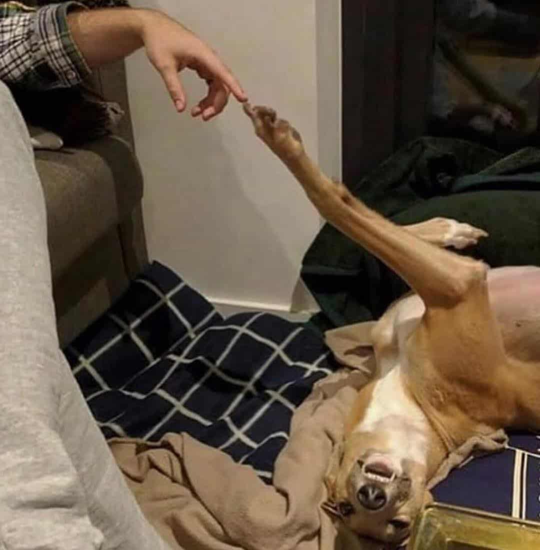 dog and owner touch hands