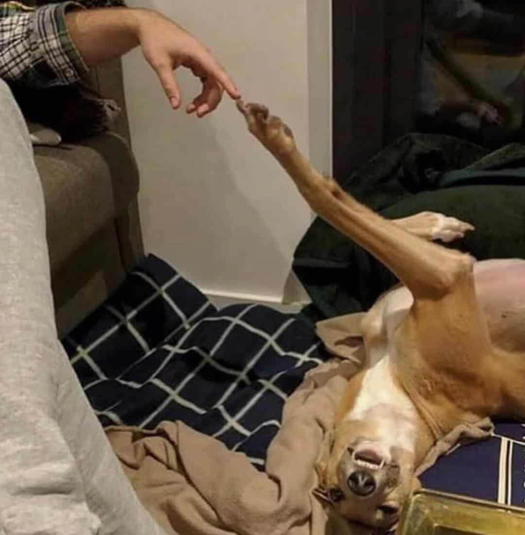 dog and owner touch hands