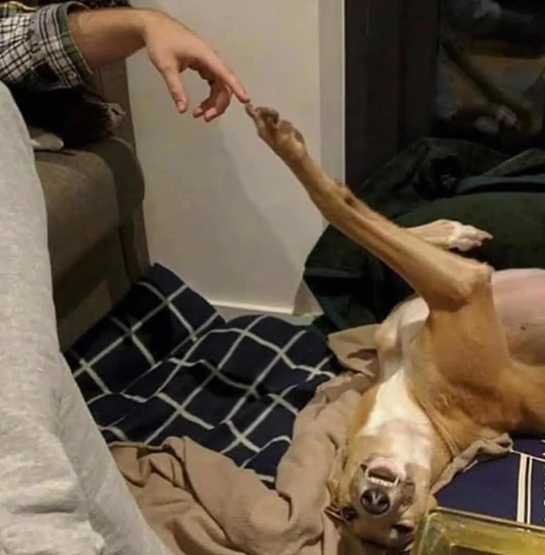 dog and owner touch hands