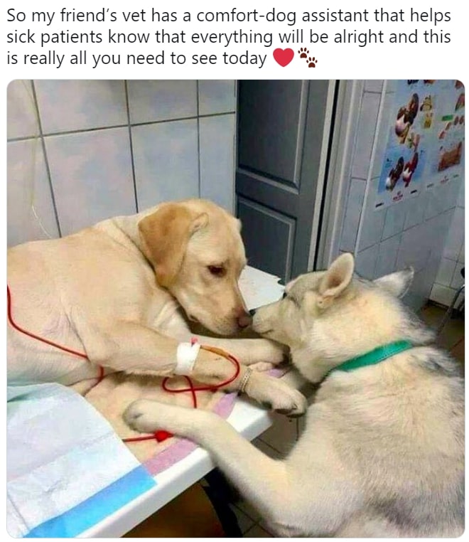 dog assistant comforting another dog at the clinic