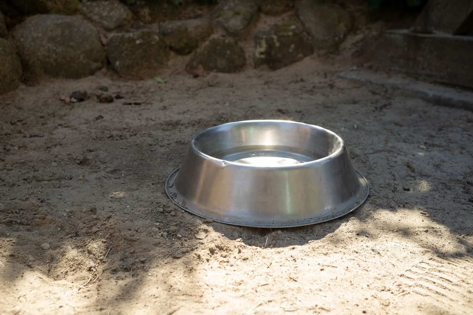 dog bowl of water in a public place