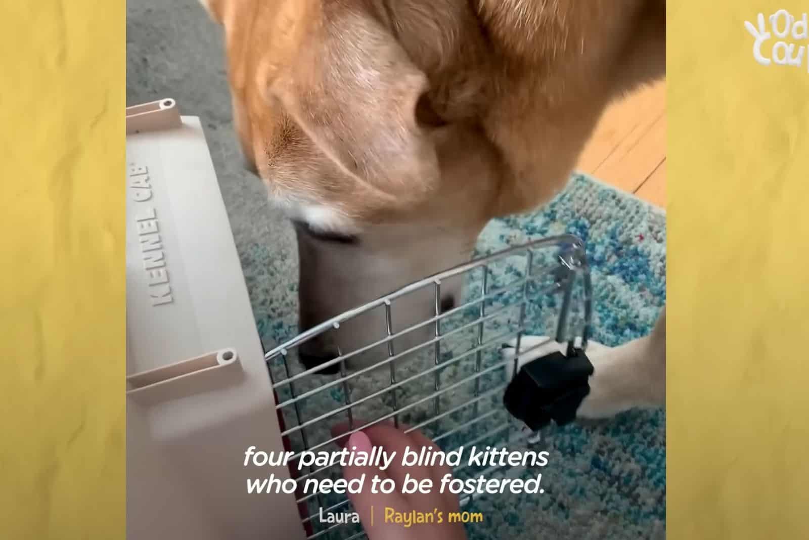 dog checking kittens