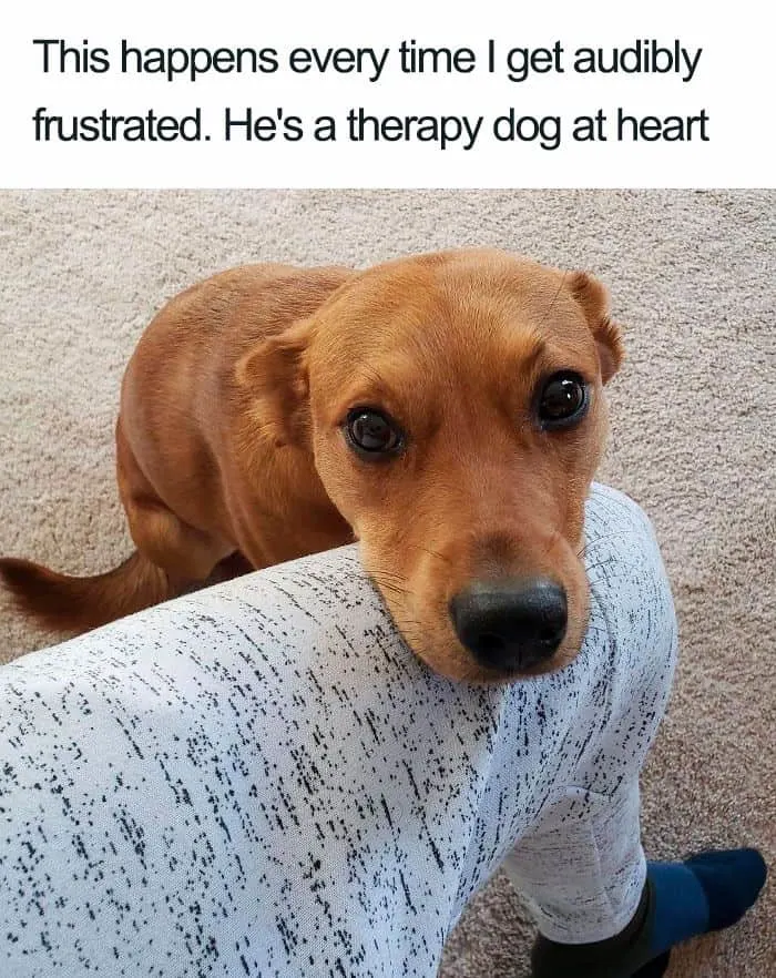 dog comforting a frustrated owner