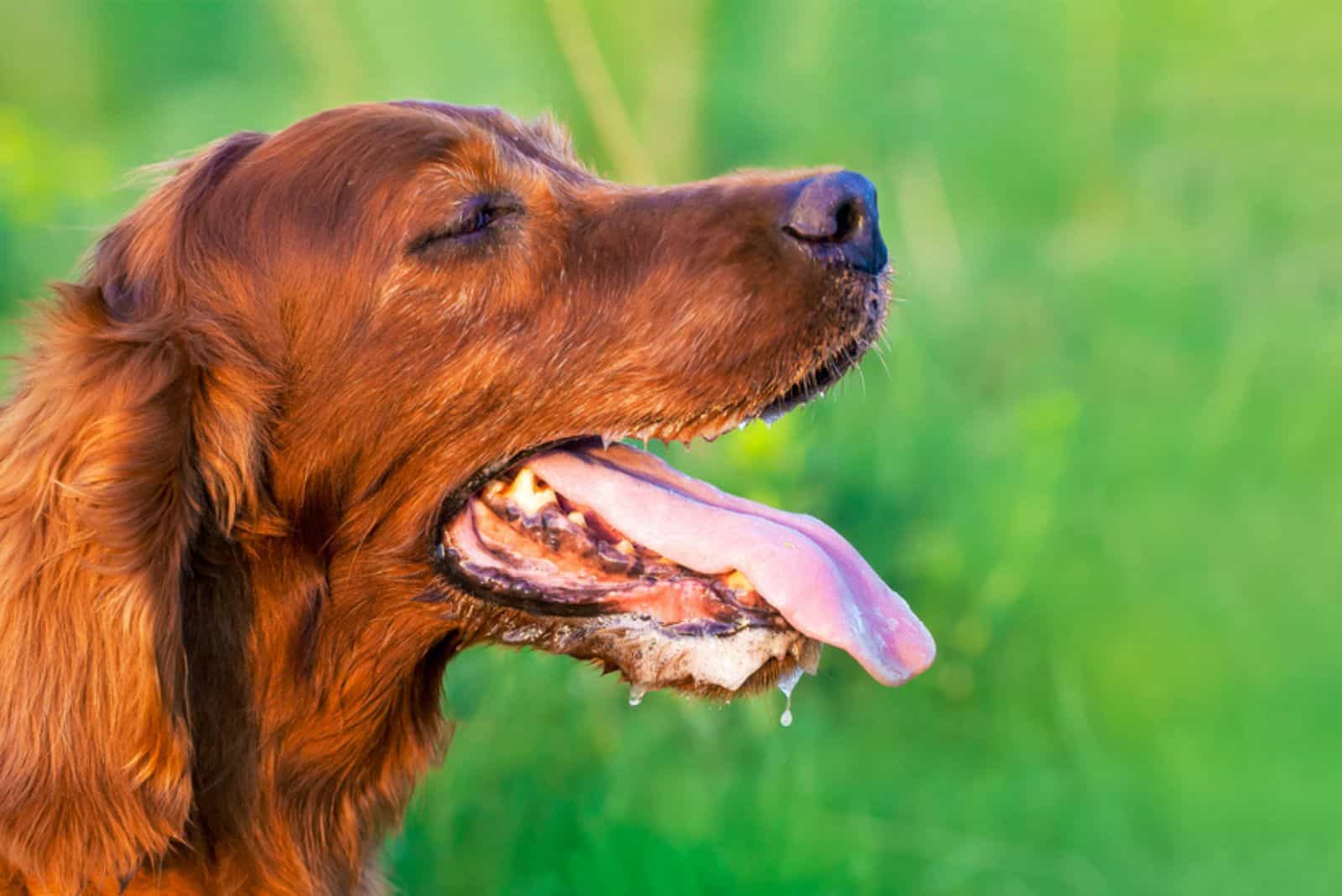 dog drooling outdoors