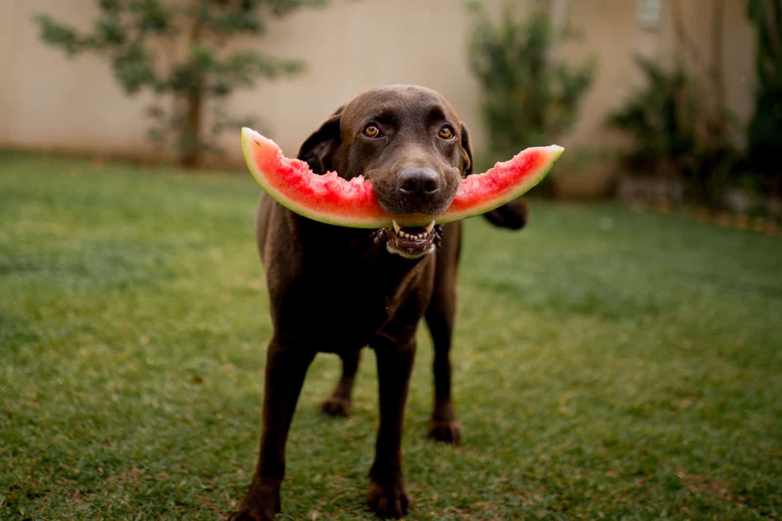 dog eating a watermelon