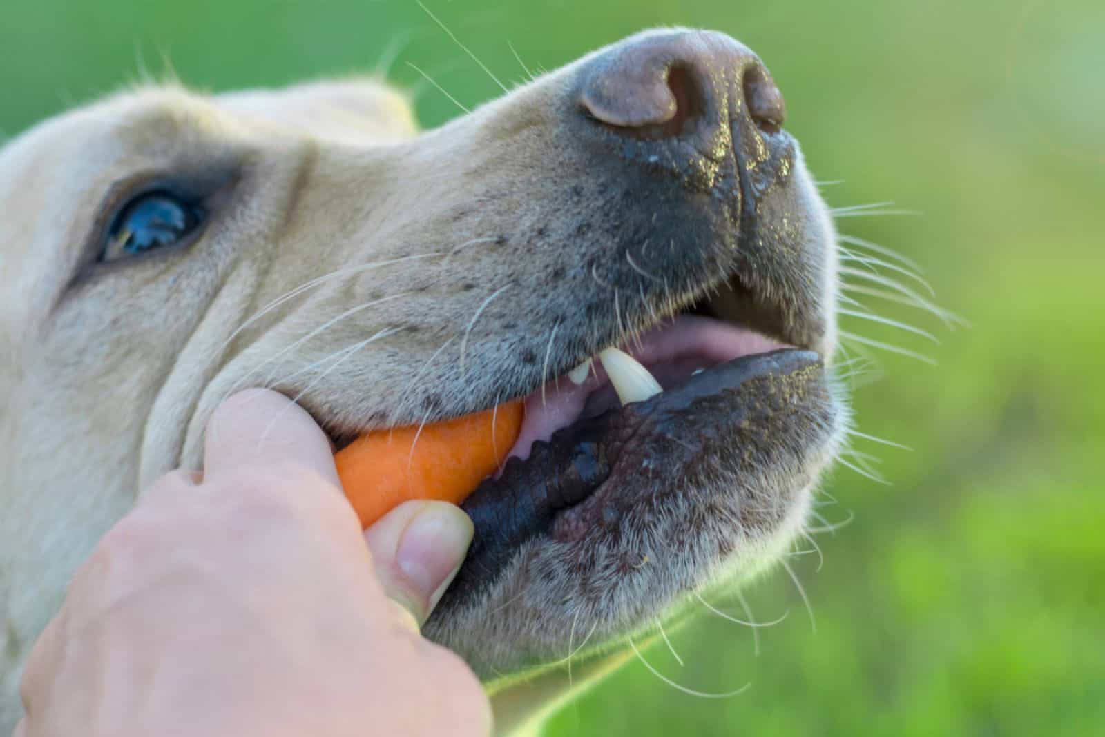 dog eating carrot from owner's hand