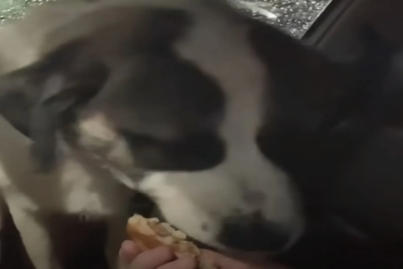Perro comiendo hamburguesa con queso de la mano del dueño.