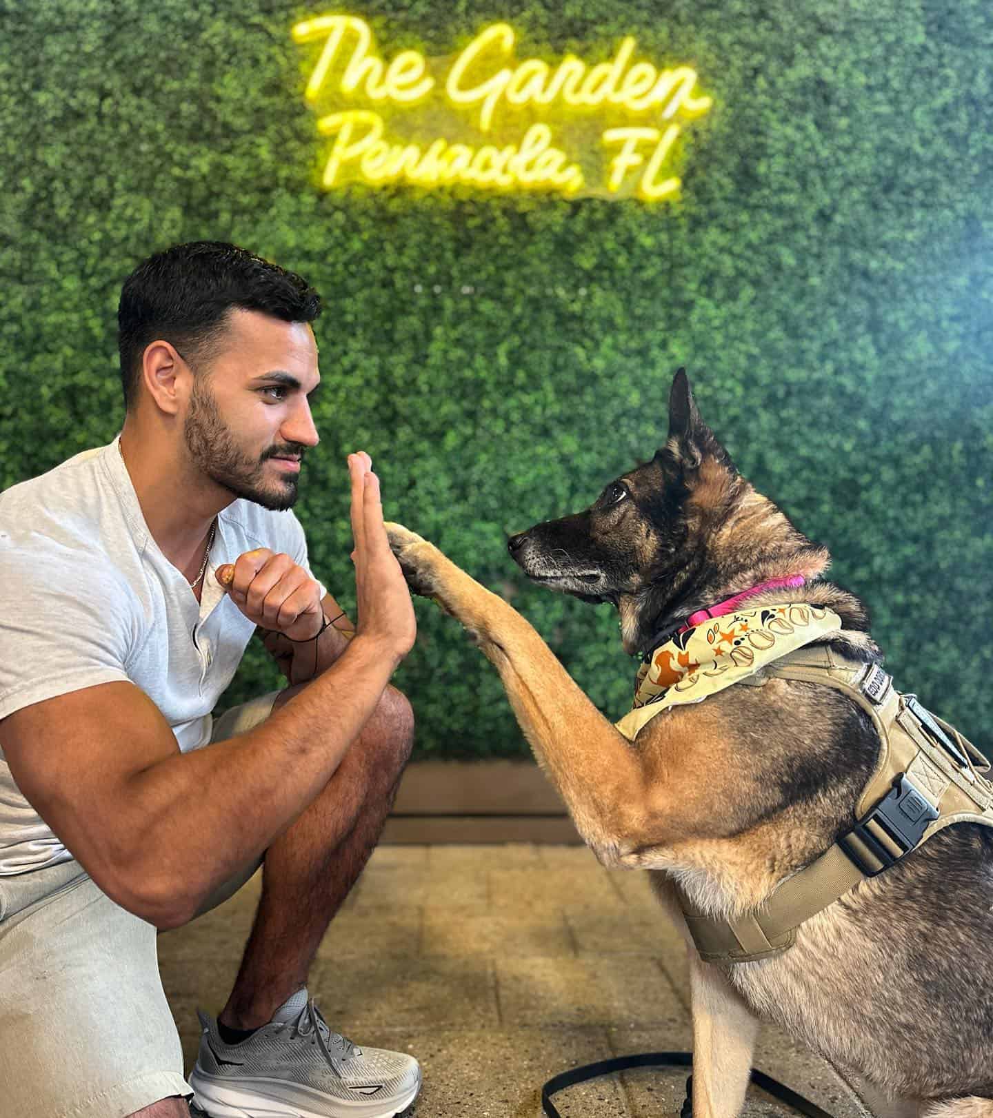 dog giving five to man