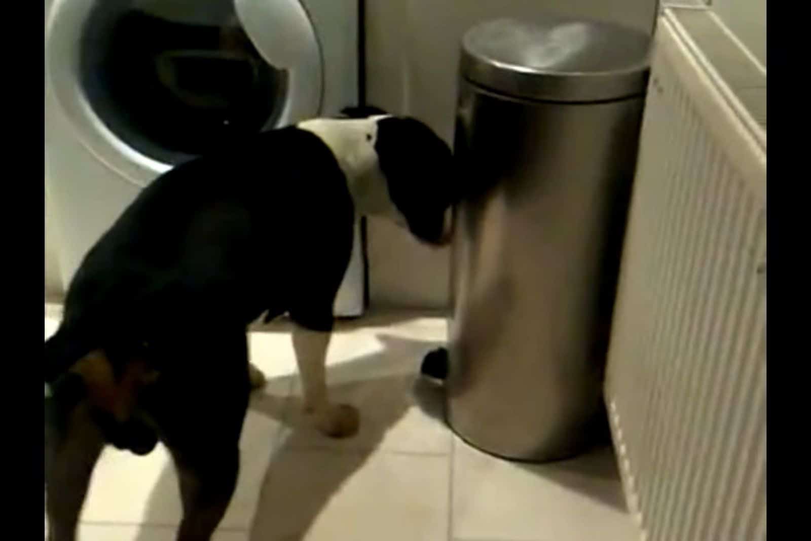 dog hiding from his owner in the kitchen