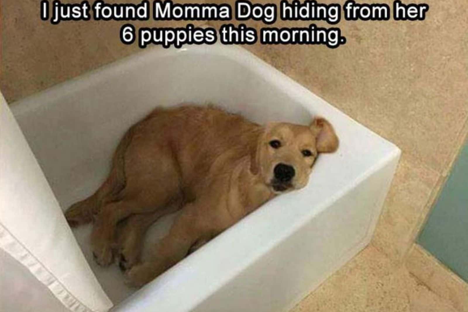 dog hiding in the bath from her puppies