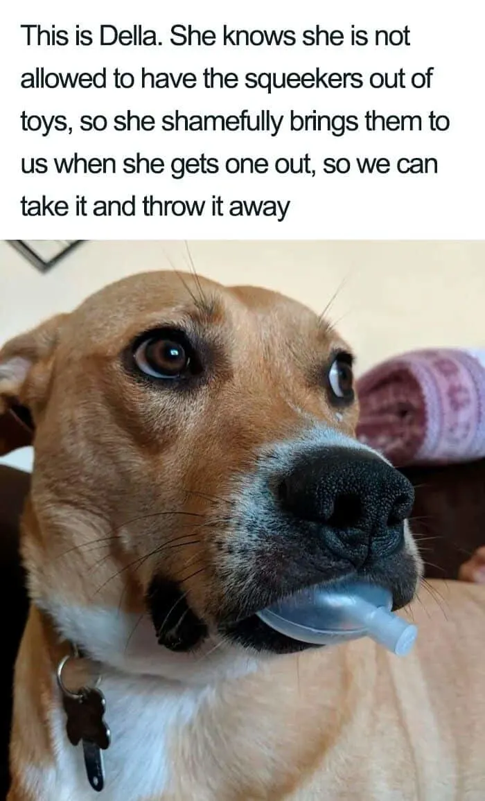 dog holds a squeaker in mouth