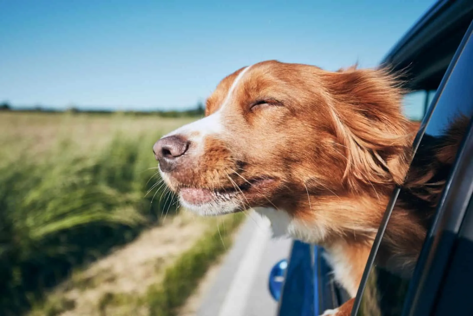 dog in a car enjoying road trip