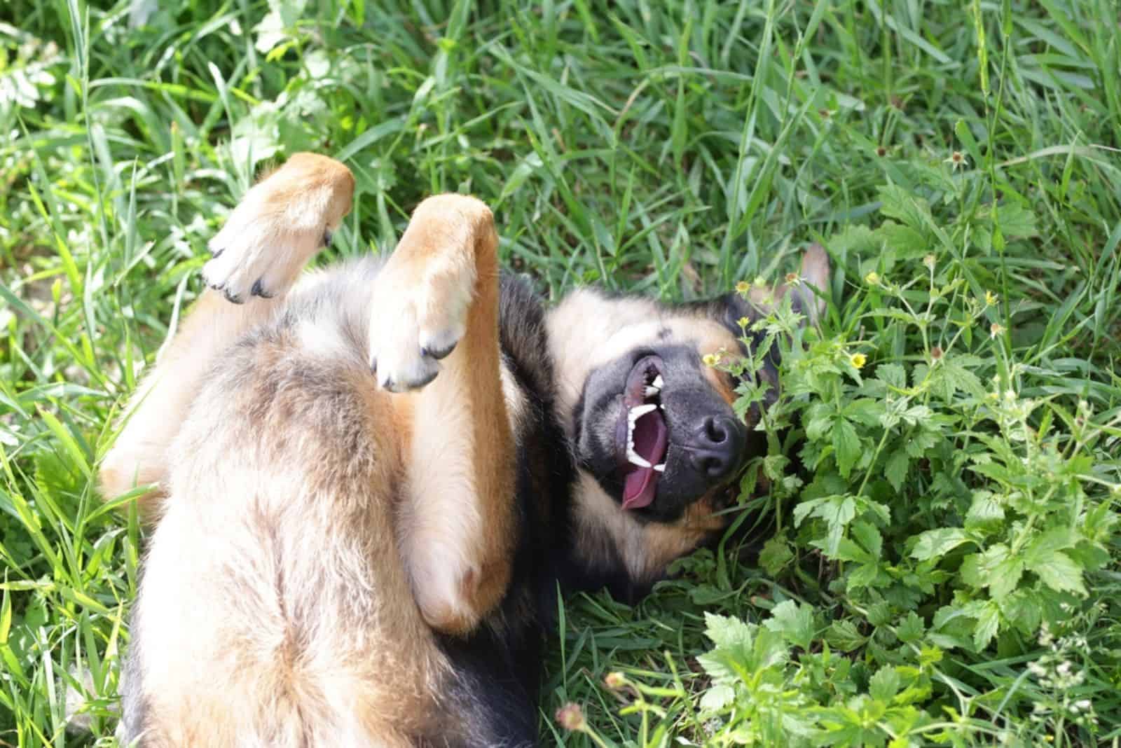 dog laying on it's back in the grass