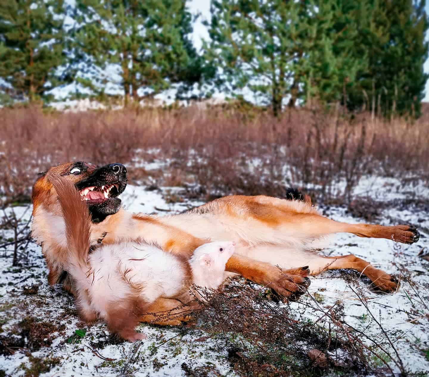 dog playing with ferret outside