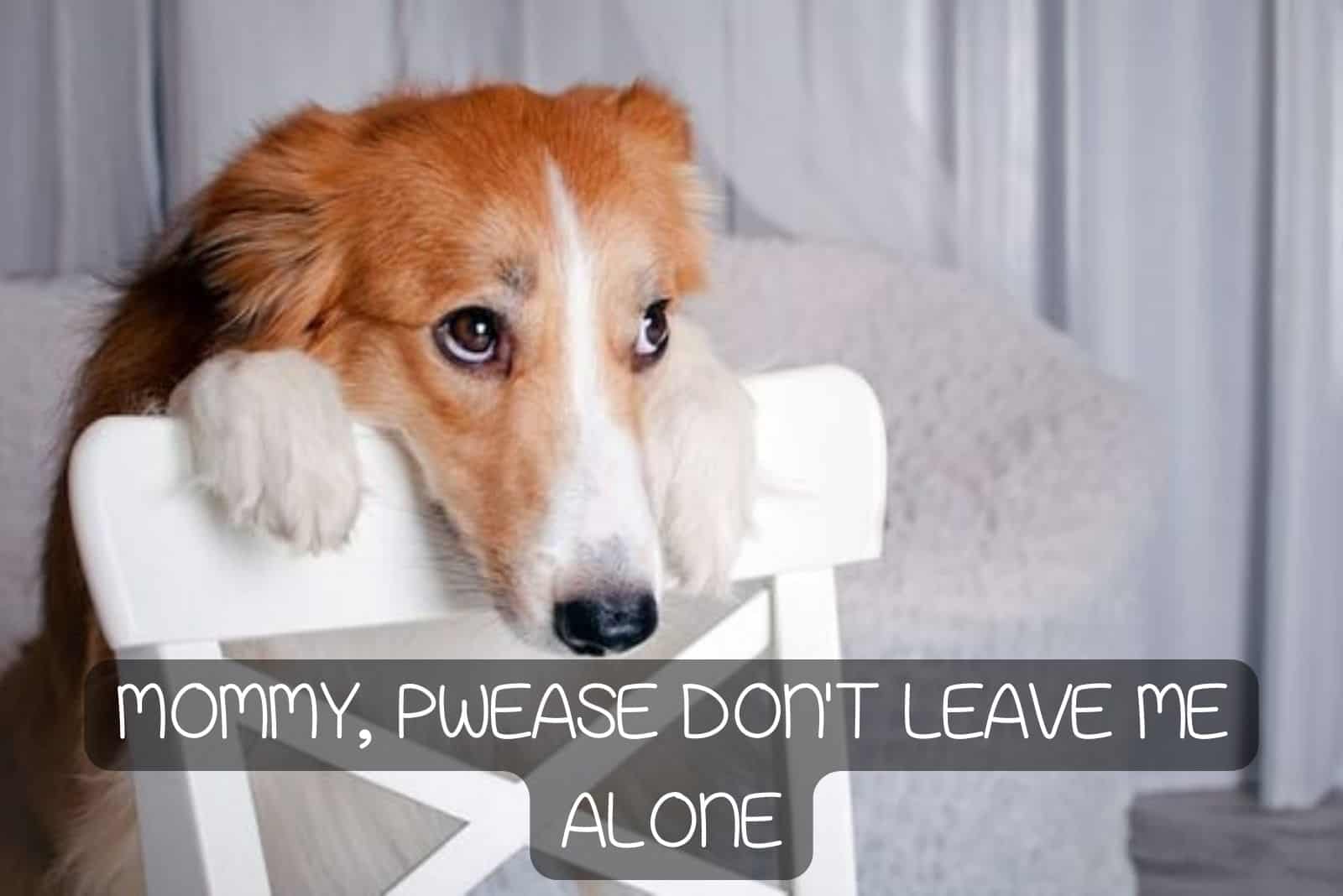 dog leaning his paws on chair in house