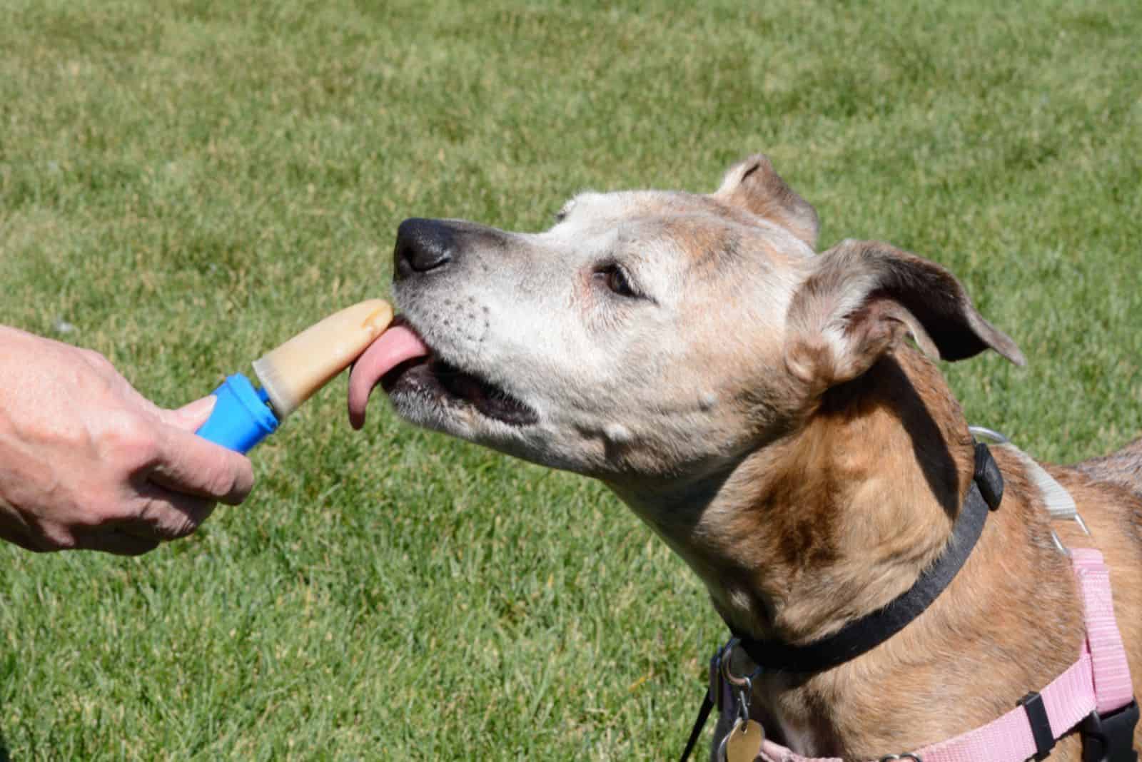 dog licking homemade peanut butter ice popsicle on hot summer day