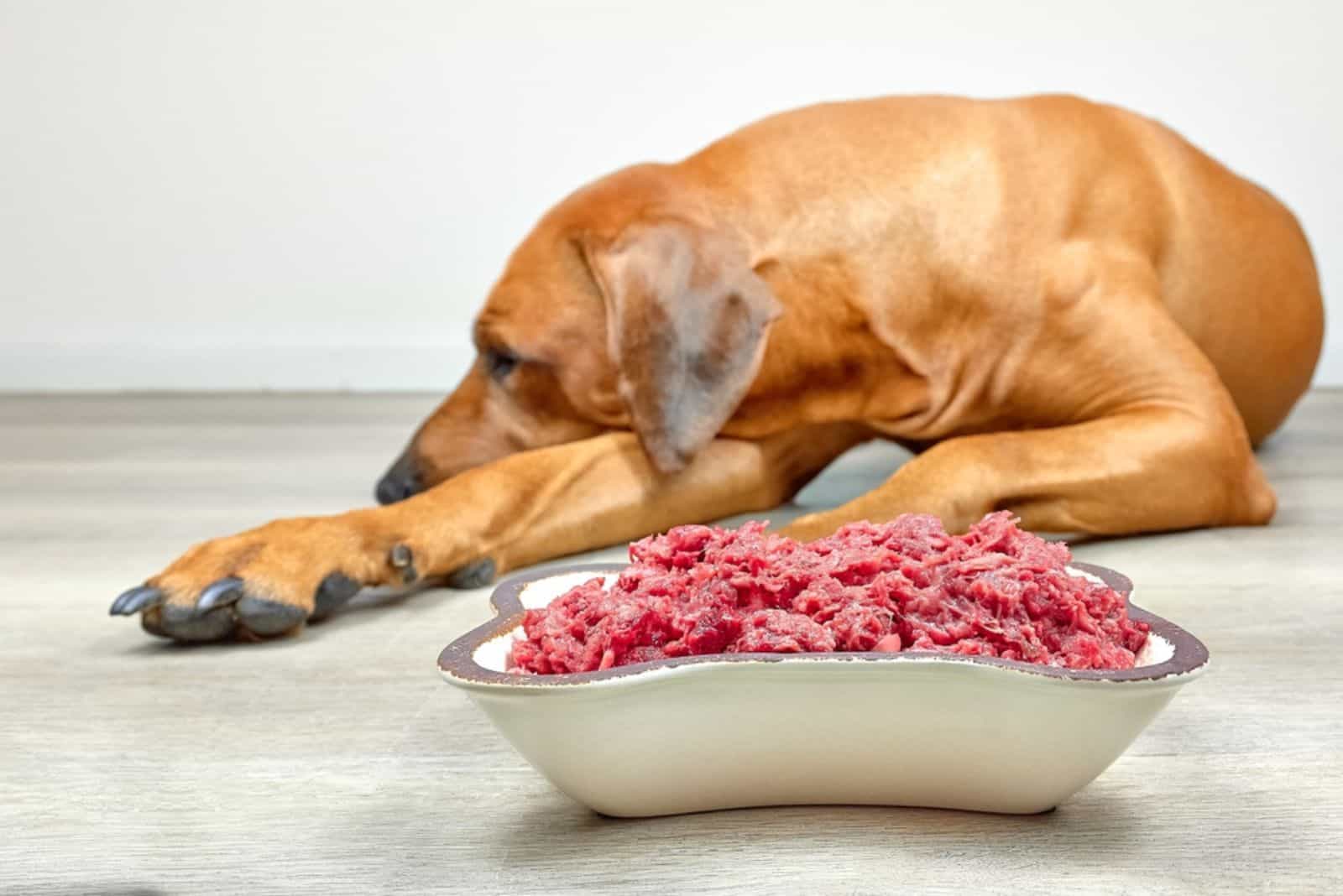 dog lying beside bowl with food and refuses to eat