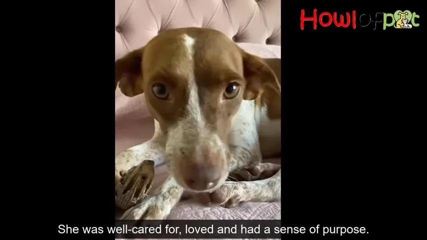 dog lying on the bed and looking at camera