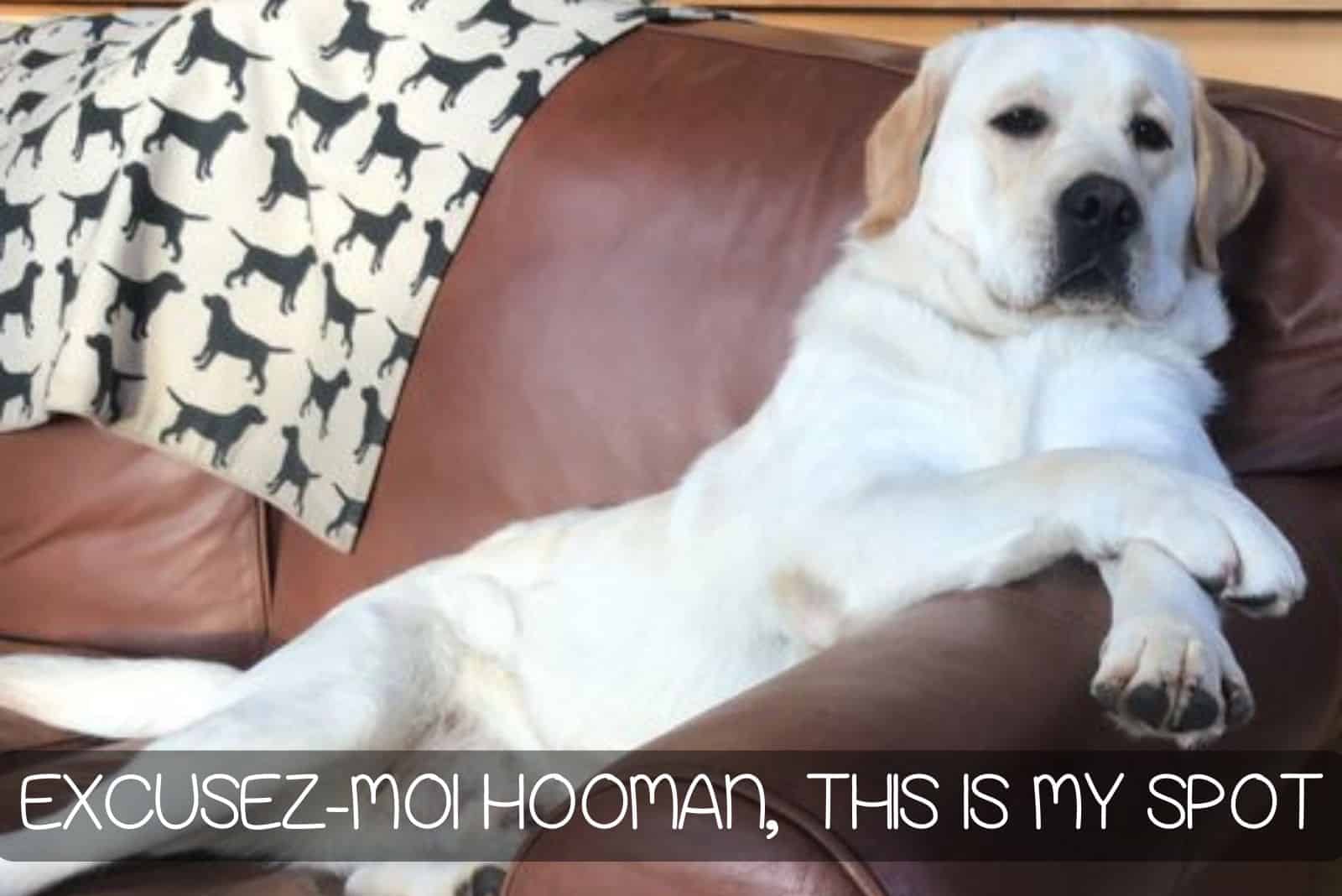 dog lying on the couch and relaxing