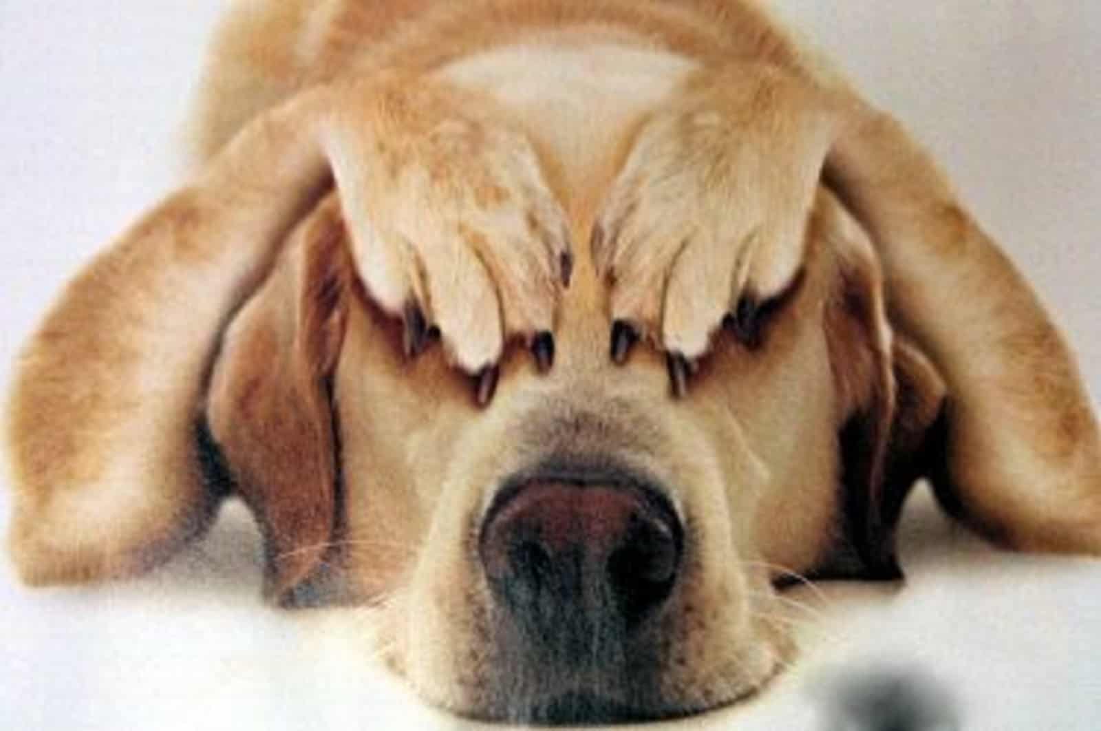 dog lying on the floor and hiding his eyes with paws