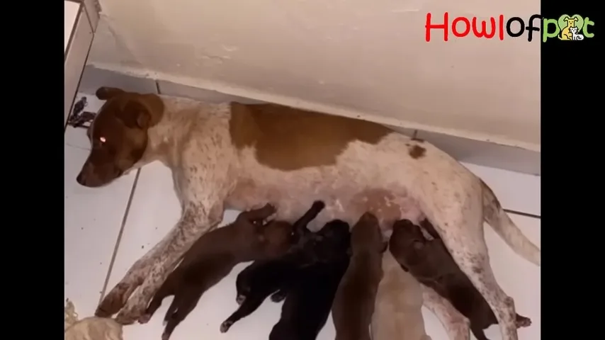 dog mom breastfeeding her puppies on the floor