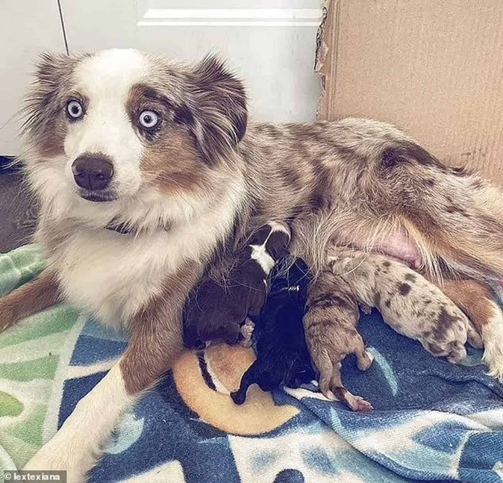 dog mom breastfeeding her puppies indoors