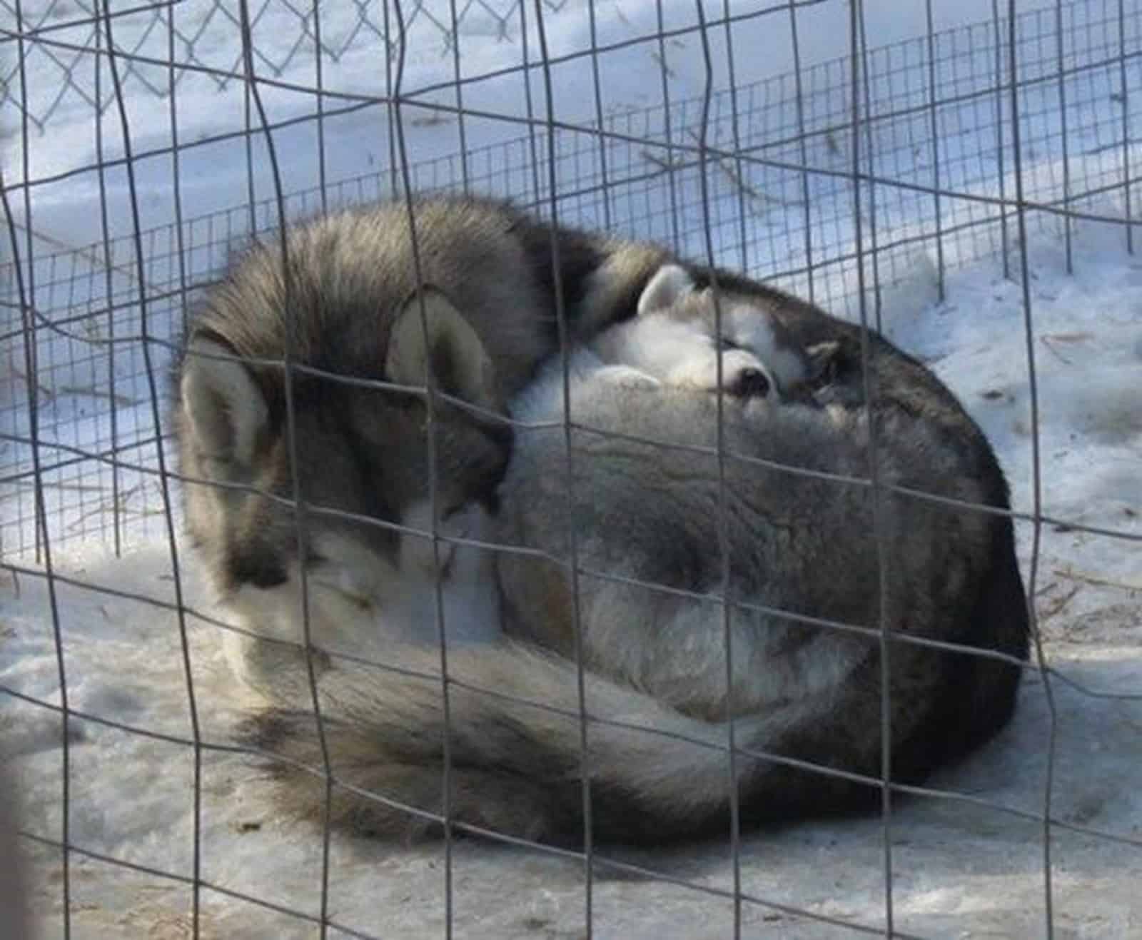 dog mom hugging her puppy in the snow