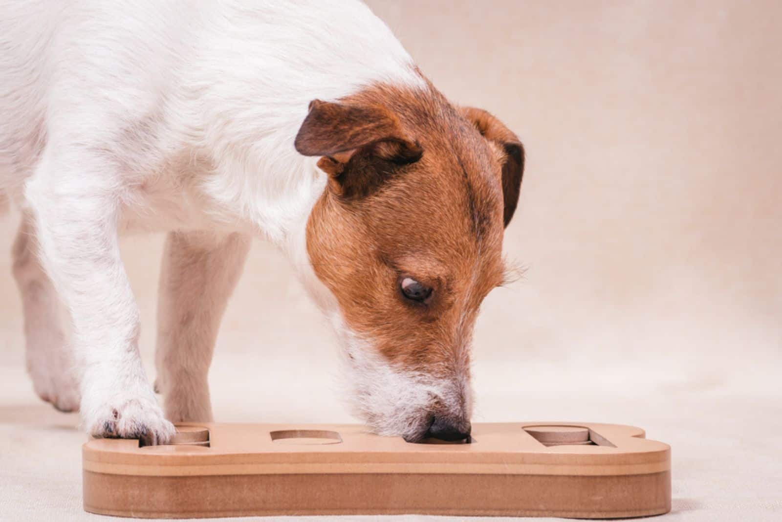 dog playing sniffing puzzle game