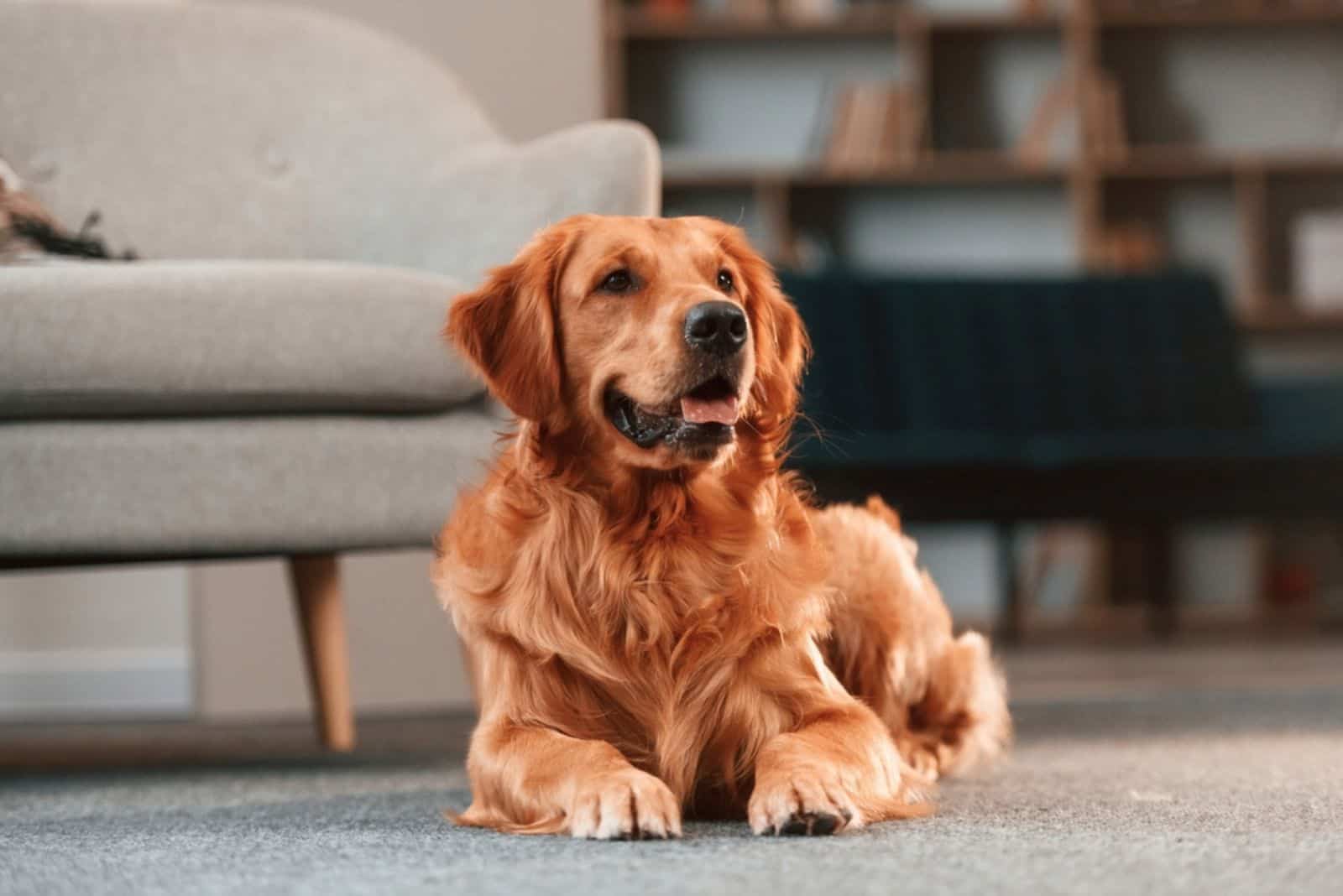 dog relaxing on the floor