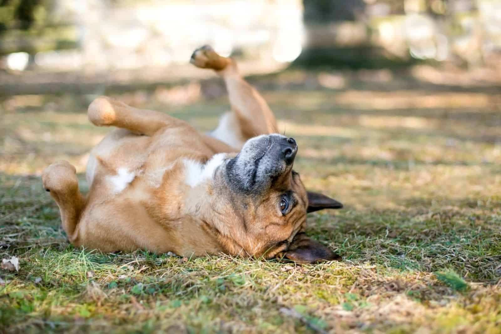dog rolling on its back in the grass