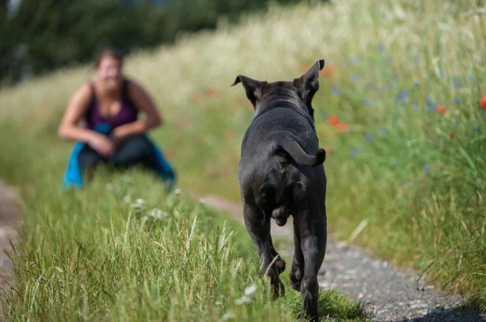 dog running toward his owner in nature