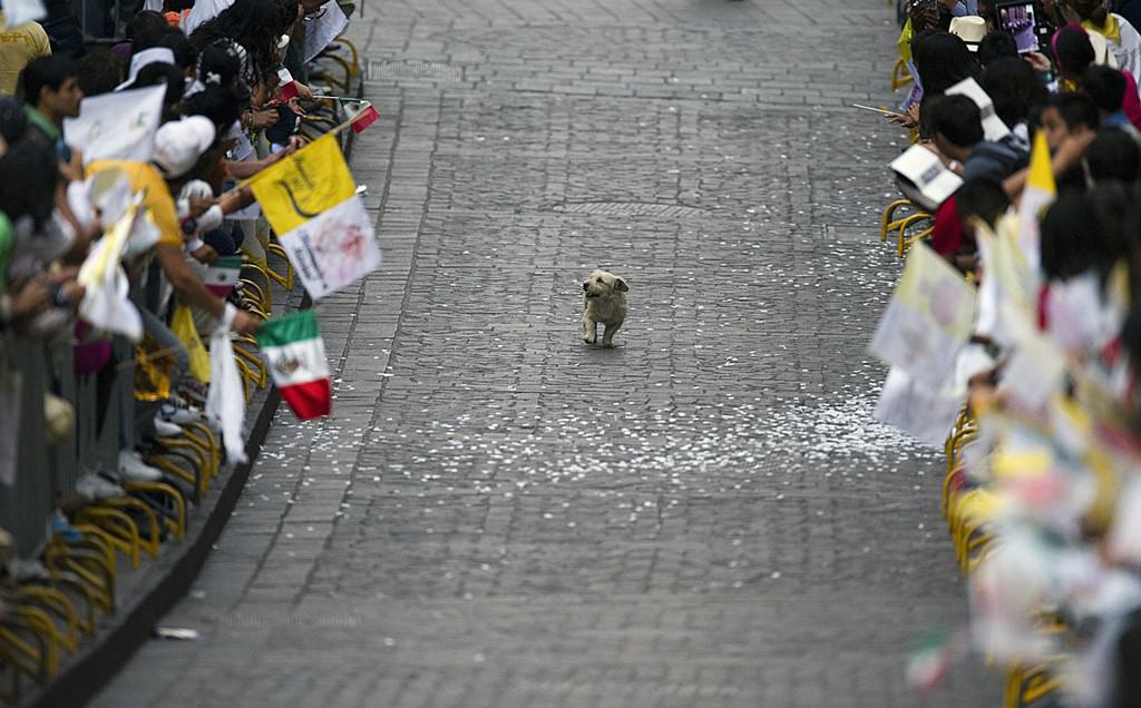dog set in the street during the parade