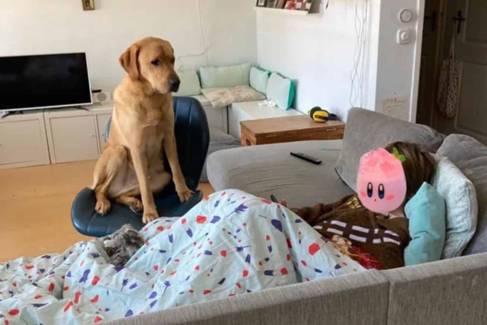 dog sitting on the chair beside a kid lying on the couch