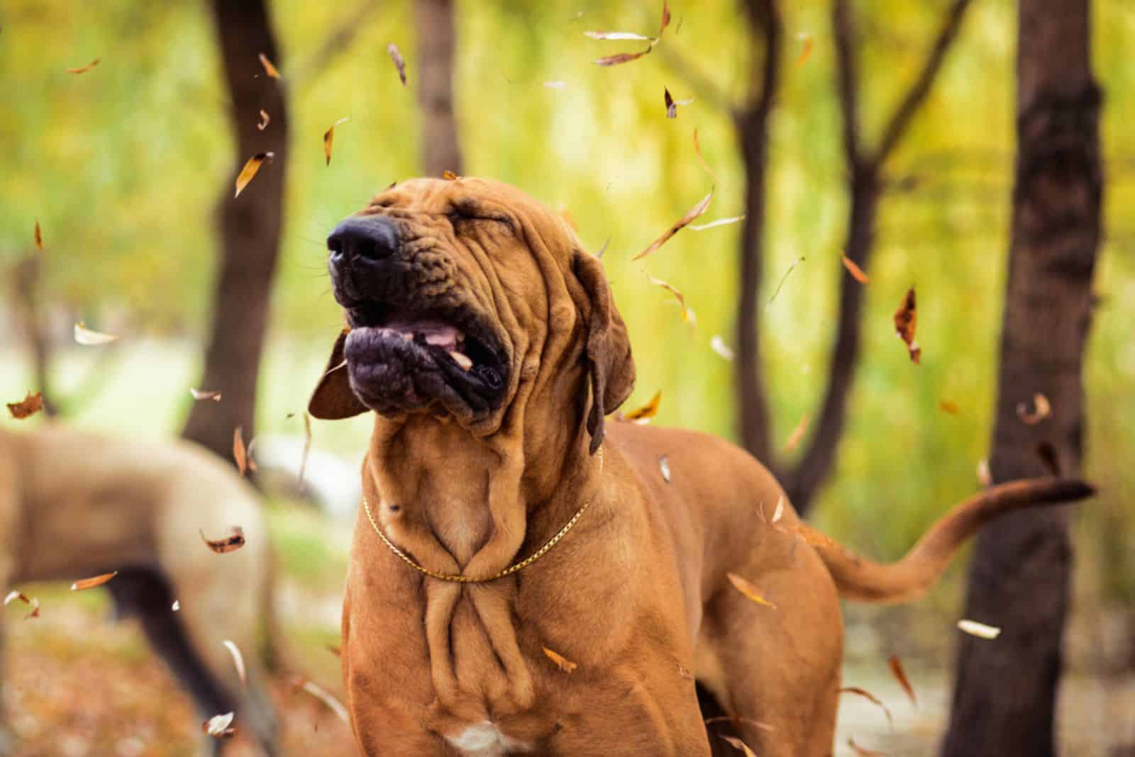 dog sneezing in the park