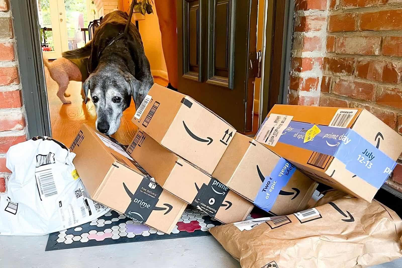 dog sniffing amazon packages on front door