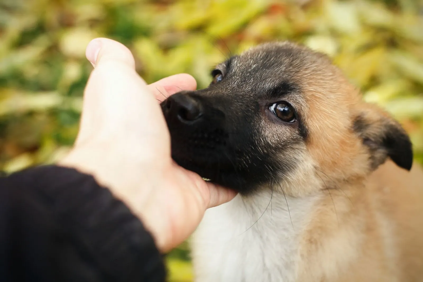 dog sniffing humans hand in the park
