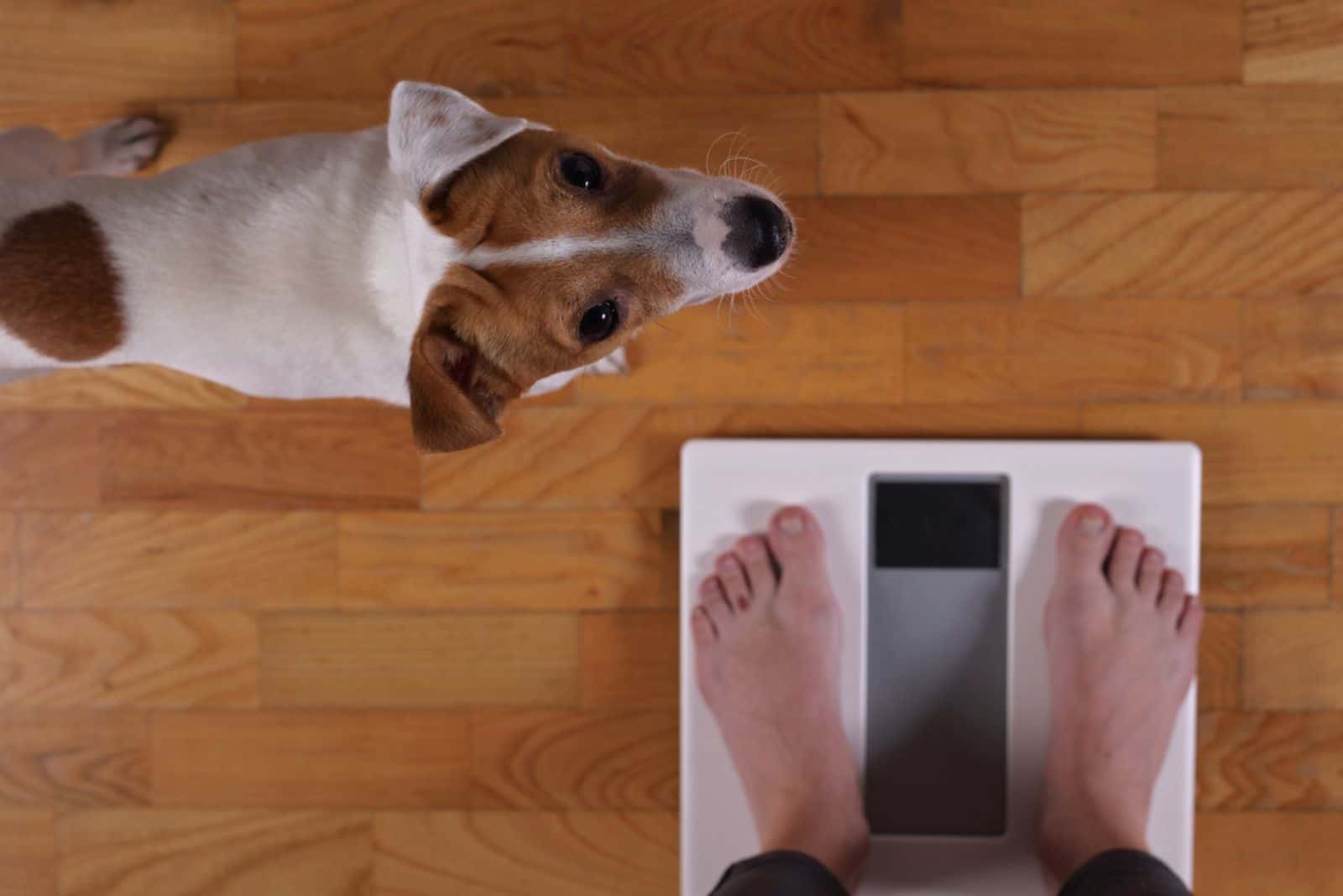 dog standing beside weighing scale while its owner standing on it