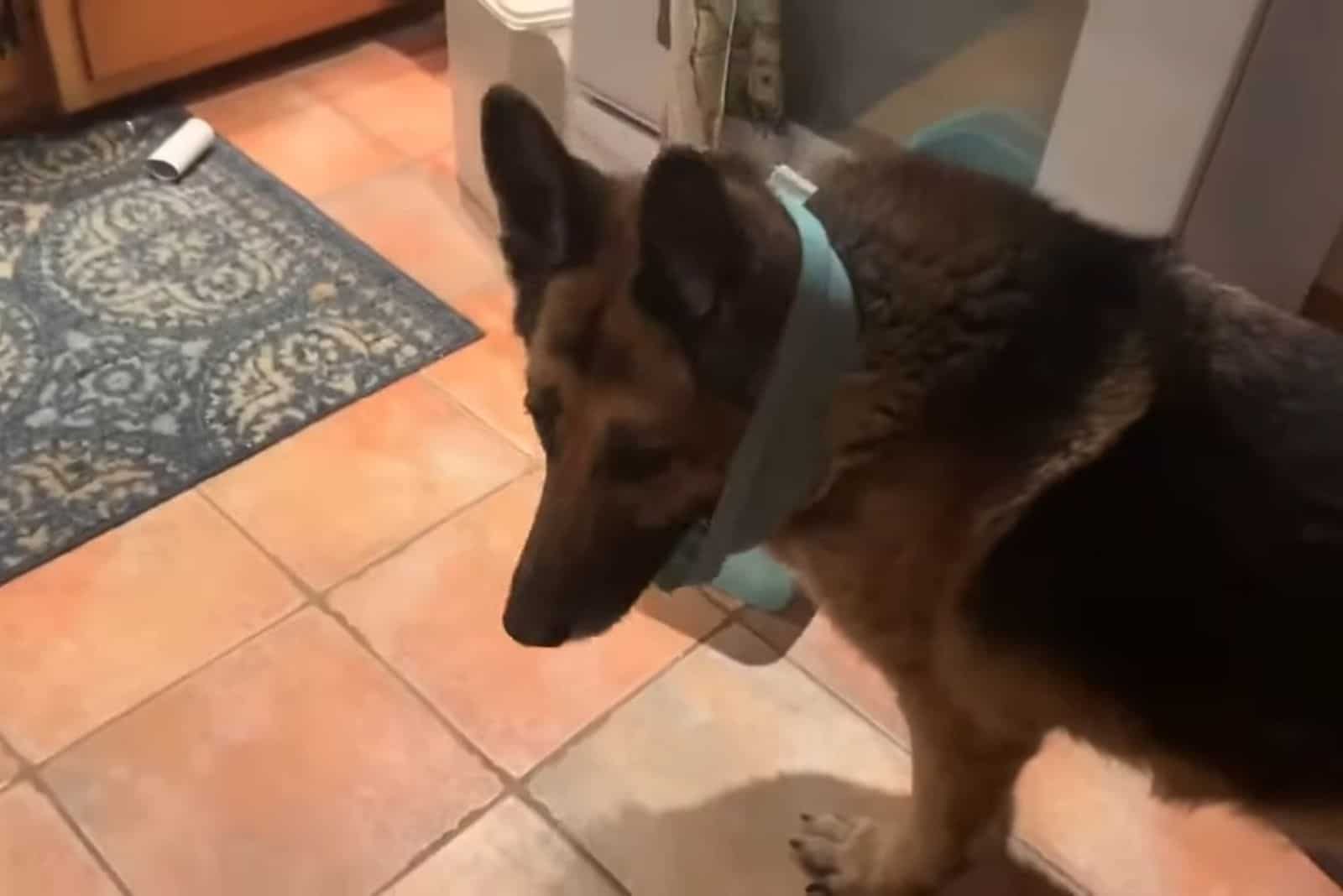 dog standing in a bathroom with trash everywhere