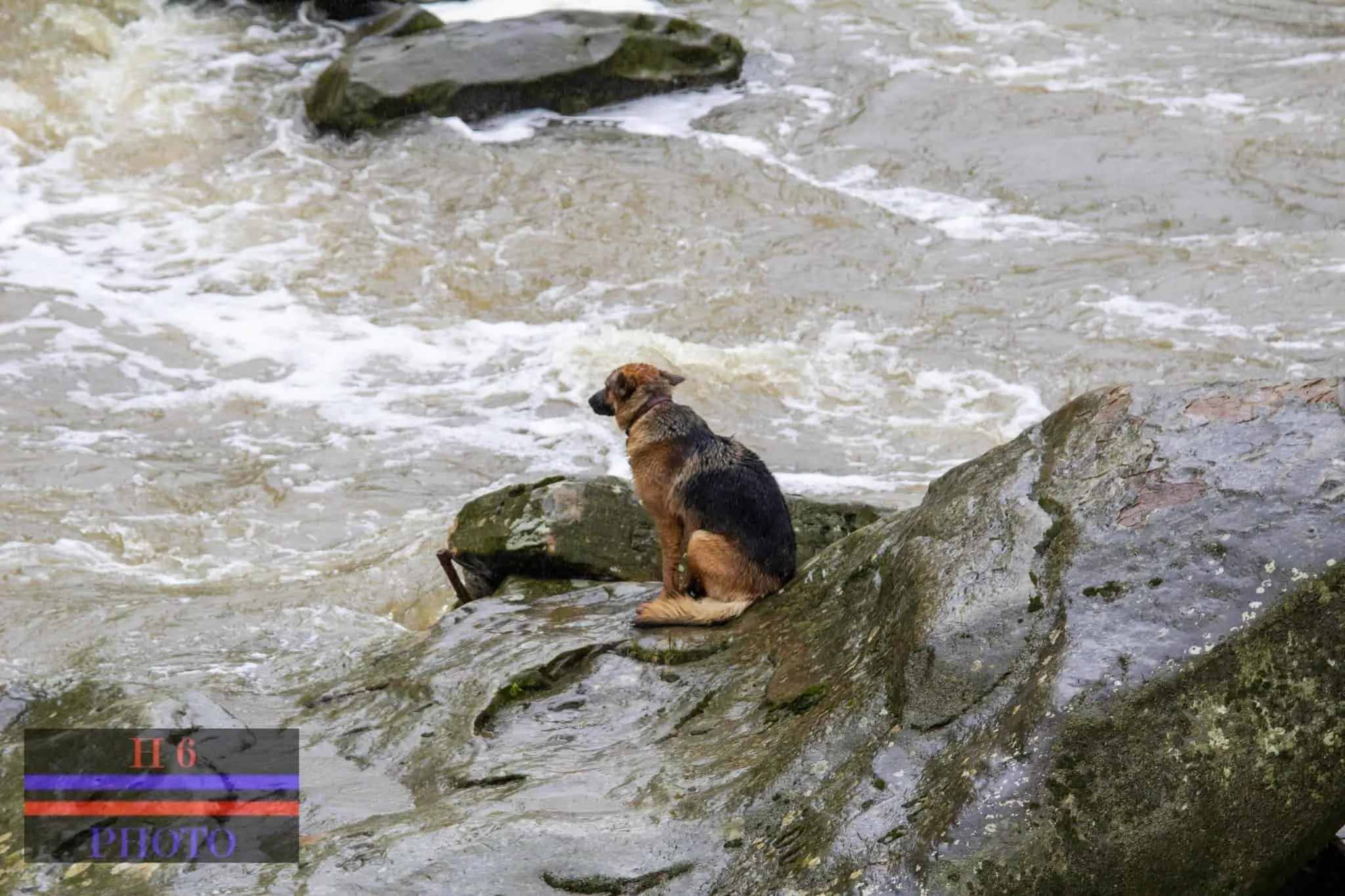 Dog stranded on a rock