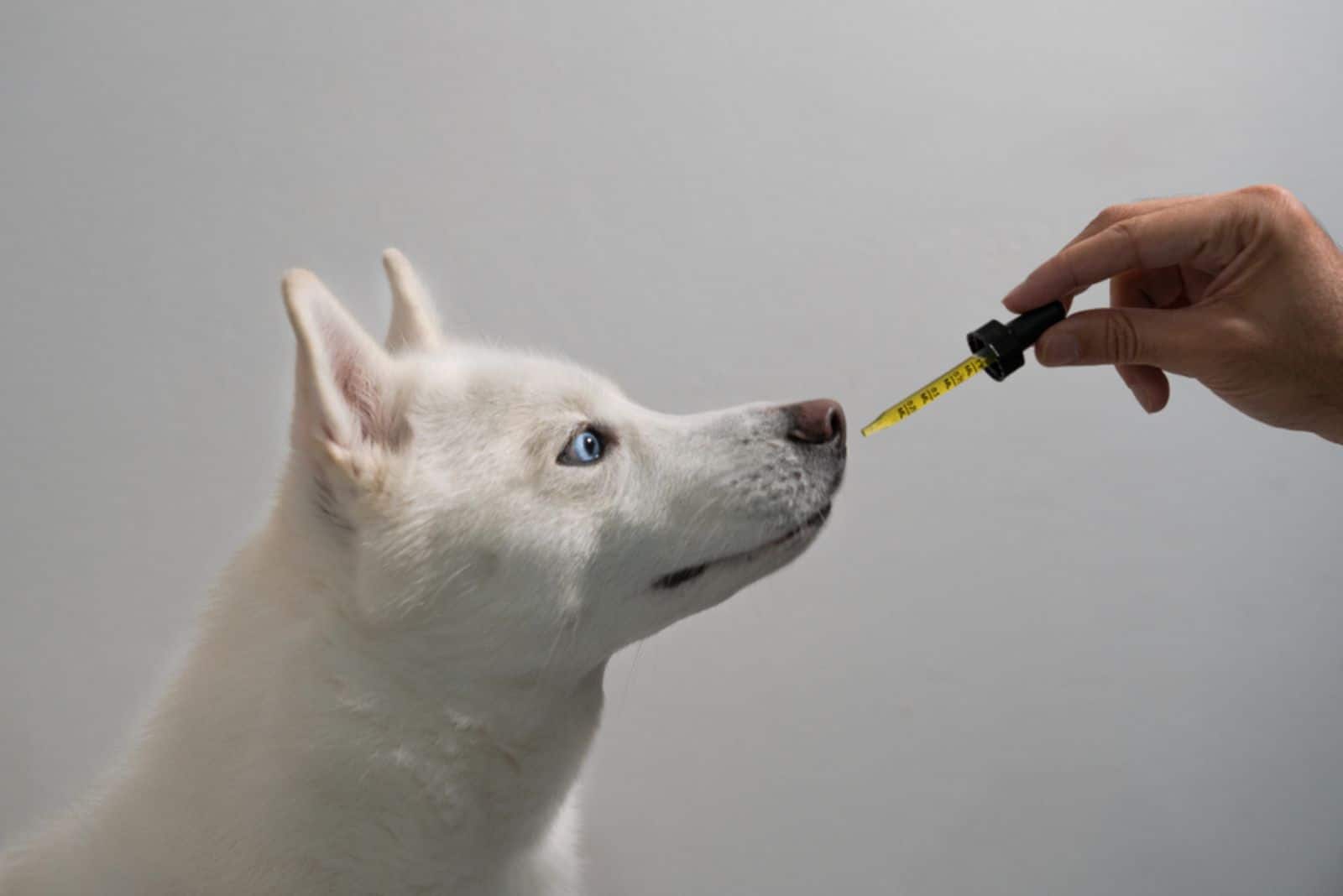 dog taking oil tincture from owner's hand