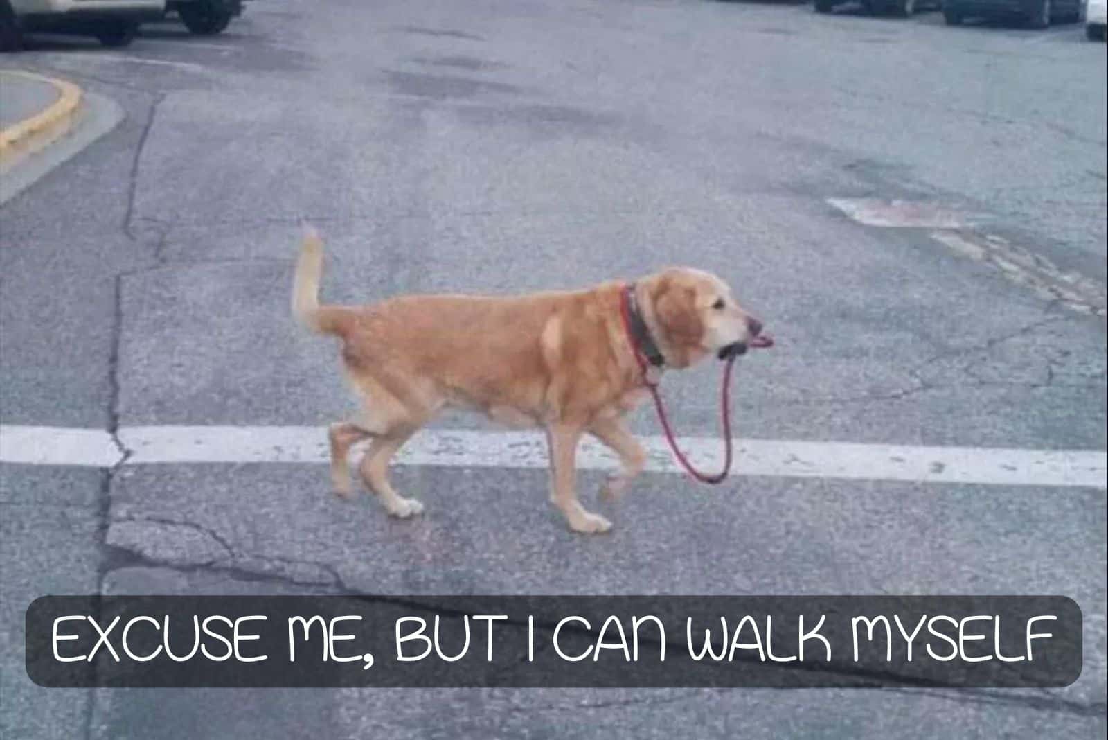 dog walking on a road with leash in his mouth