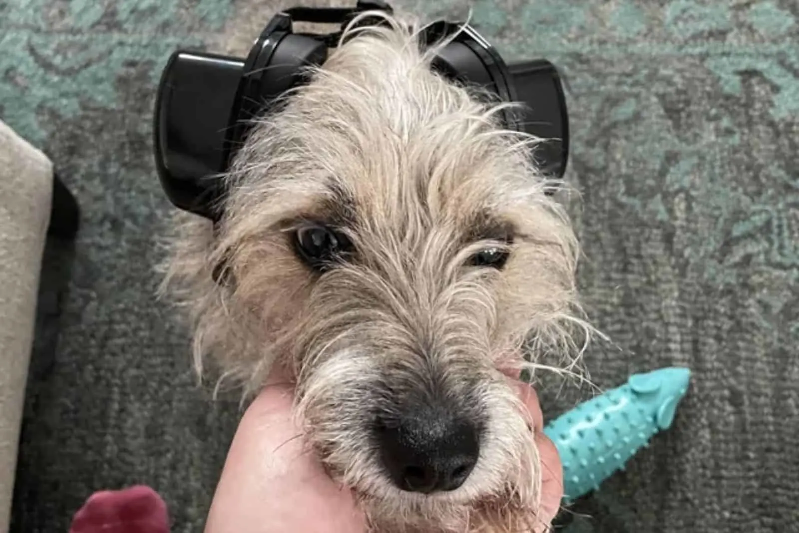 dog wearing noise-canceling headphones while his owner cuddling him