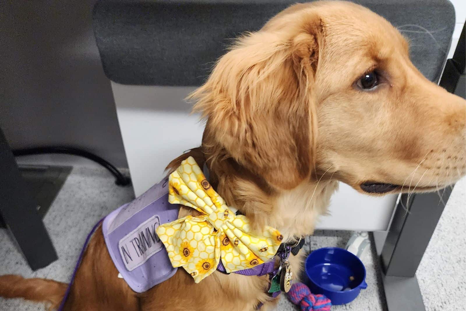 dog wearing yellow tie sitting on the floor