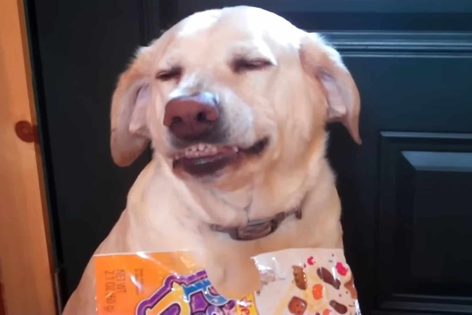 dog with bag of kitty treats