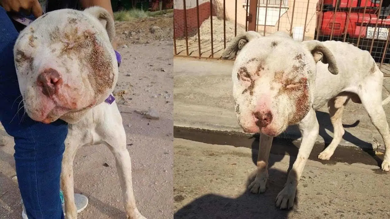 dog with swollen and wounded face