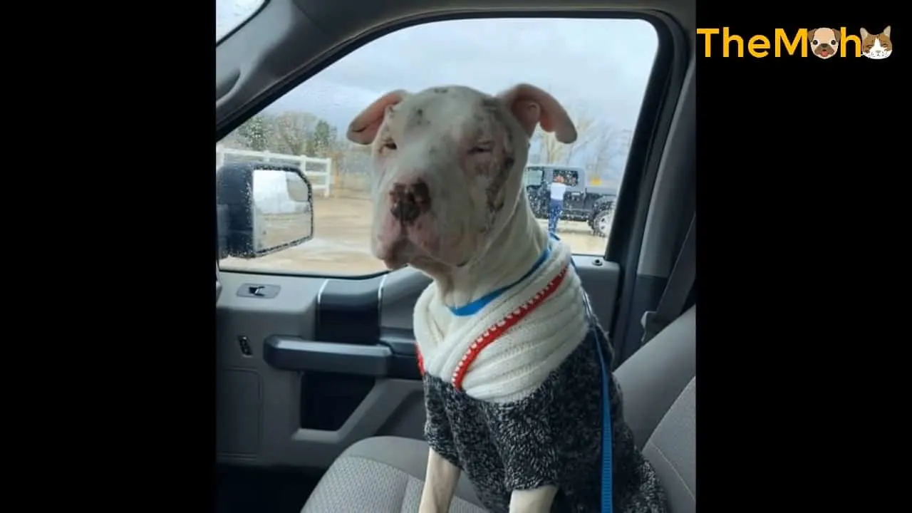 dog with swollen face sitting in the car