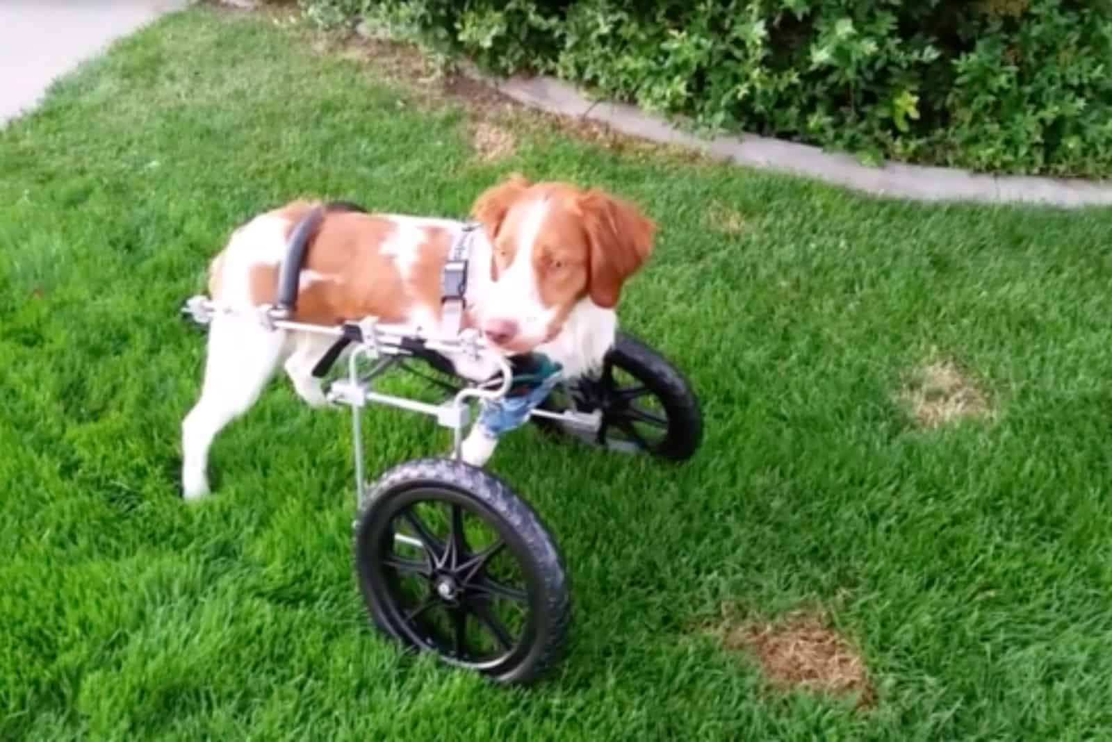dog with wheelchair standing on the lawn